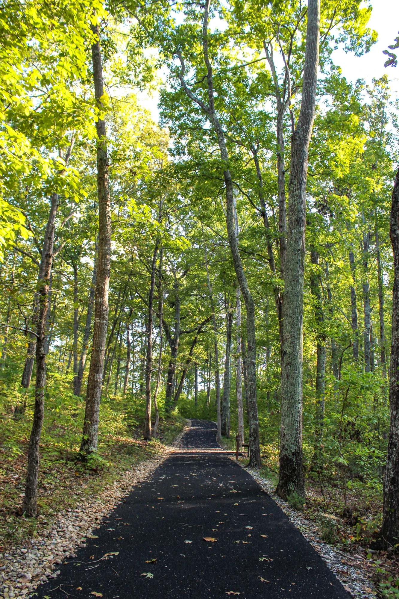 Kings Mountain National Military Park’ta ağaçlar arasındaki asfalt yürüyüş yolu