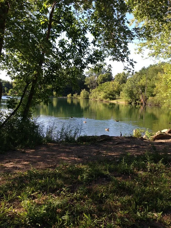 Tree-shaded shoreline at Cenci Lake