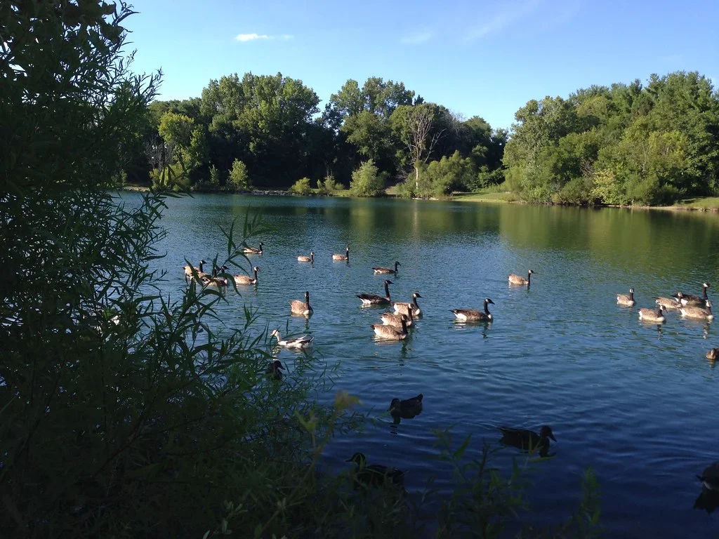 Archive view of geese swimming on Cenci Lake