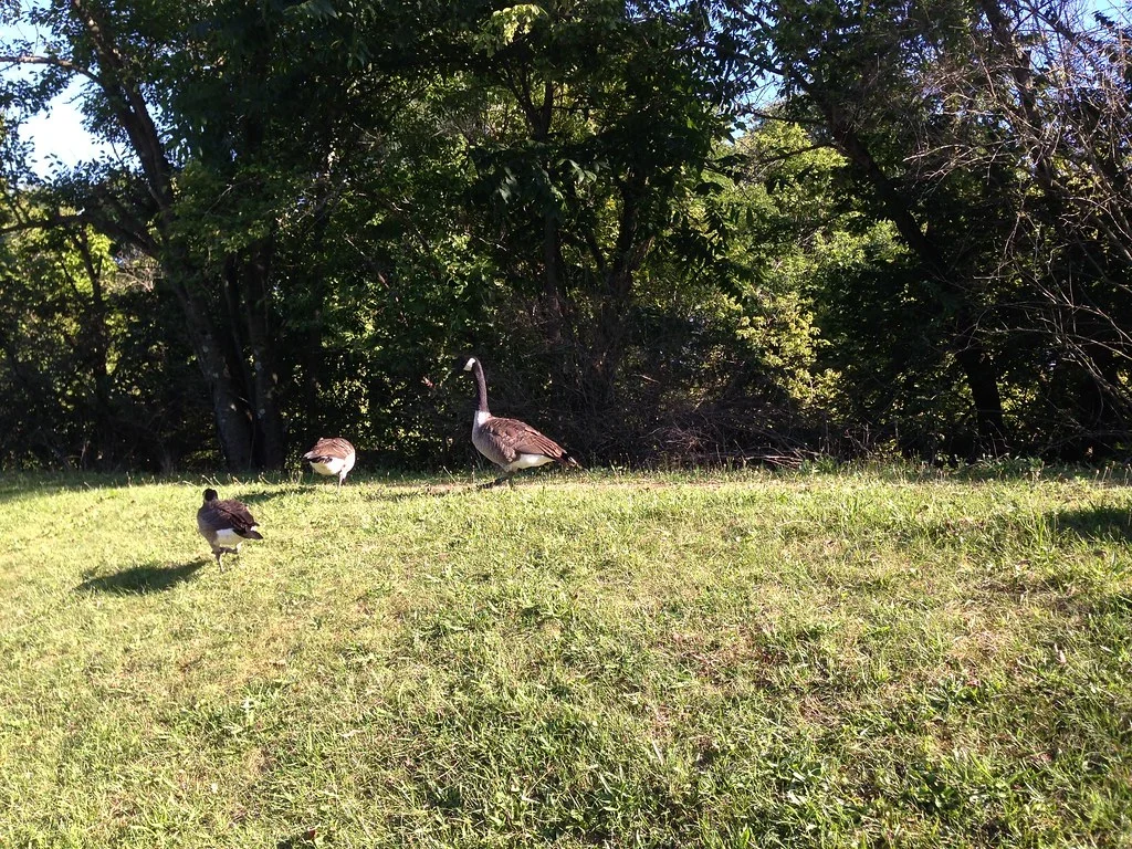 Geese on the grassy bank at Cenci Lake