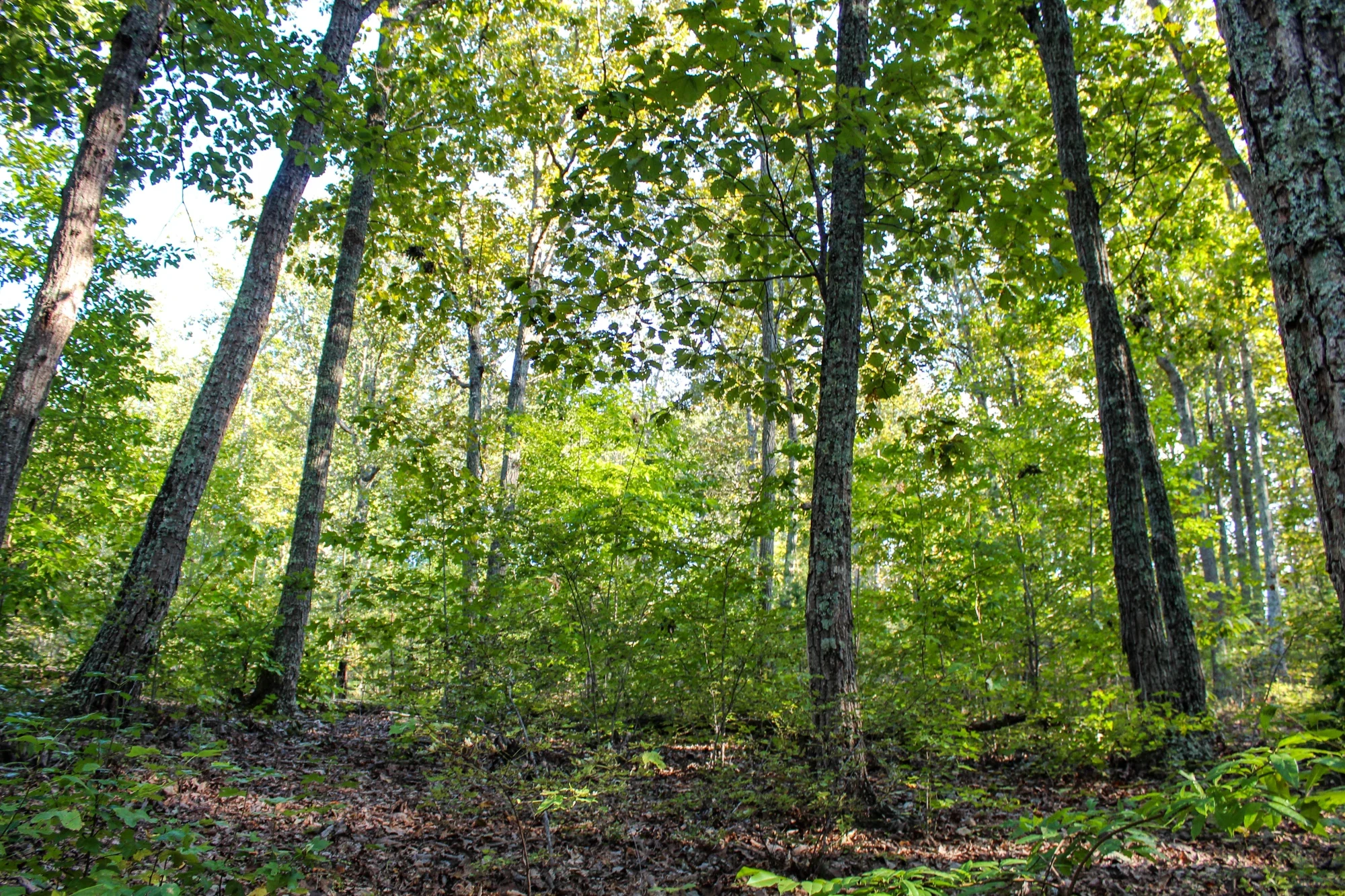 Kings Mountain National Military Park’ta ağaç gövdeleri ve orman örtüsü