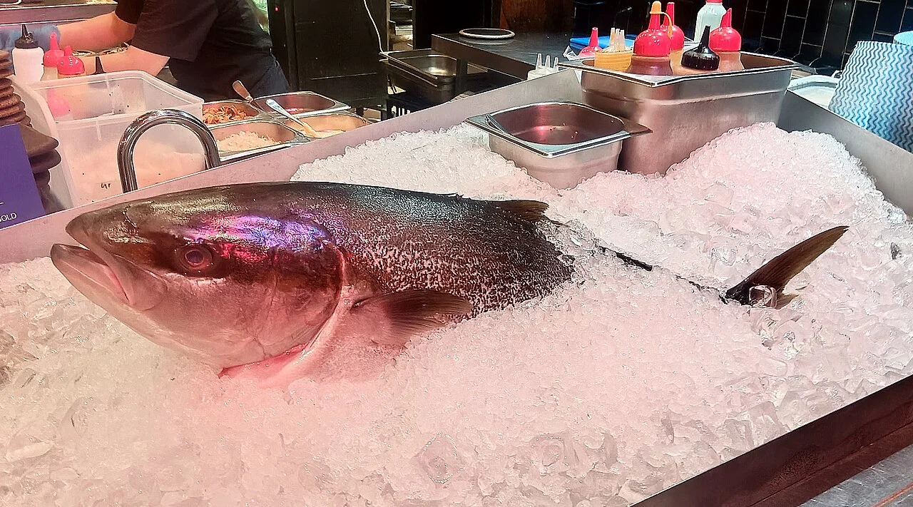 Canberra Akiba restoranında buz üstünde bütün yellowtail kingfish, Nisan 2026