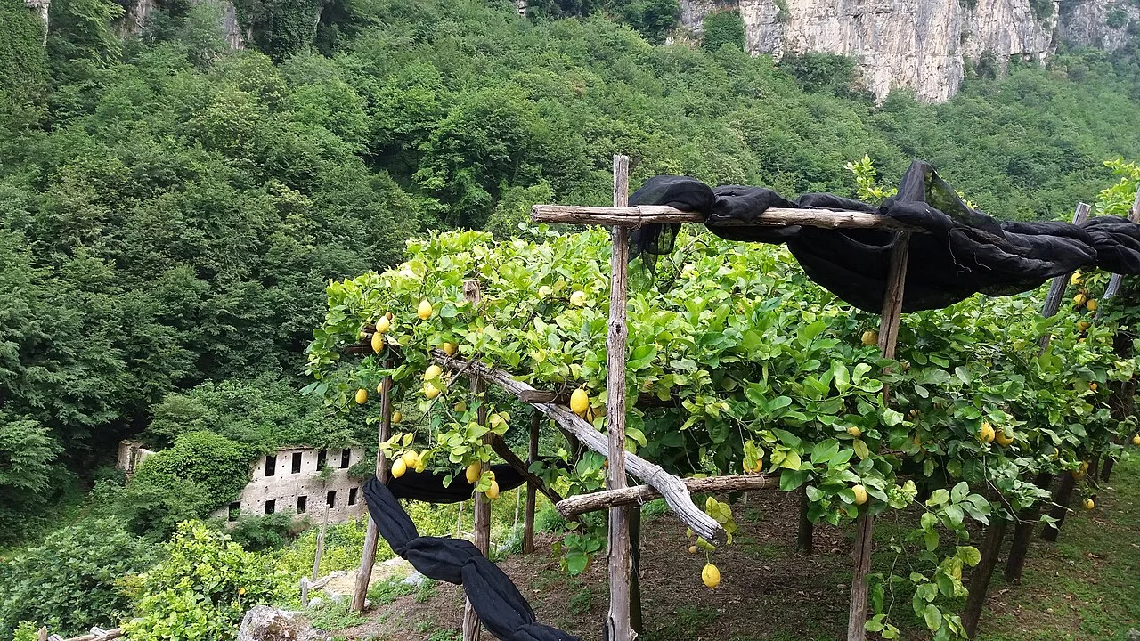 Amalfi Via dei Mulini çevresinde limon bahçesi ve yeşil yamaç, 2016