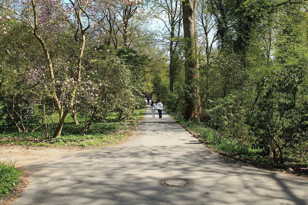 Dortmund Rombergpark içinde orman gülleri arasından geçen yürüyüş yolu; Mayıs 2013 tarihli fotoğraf