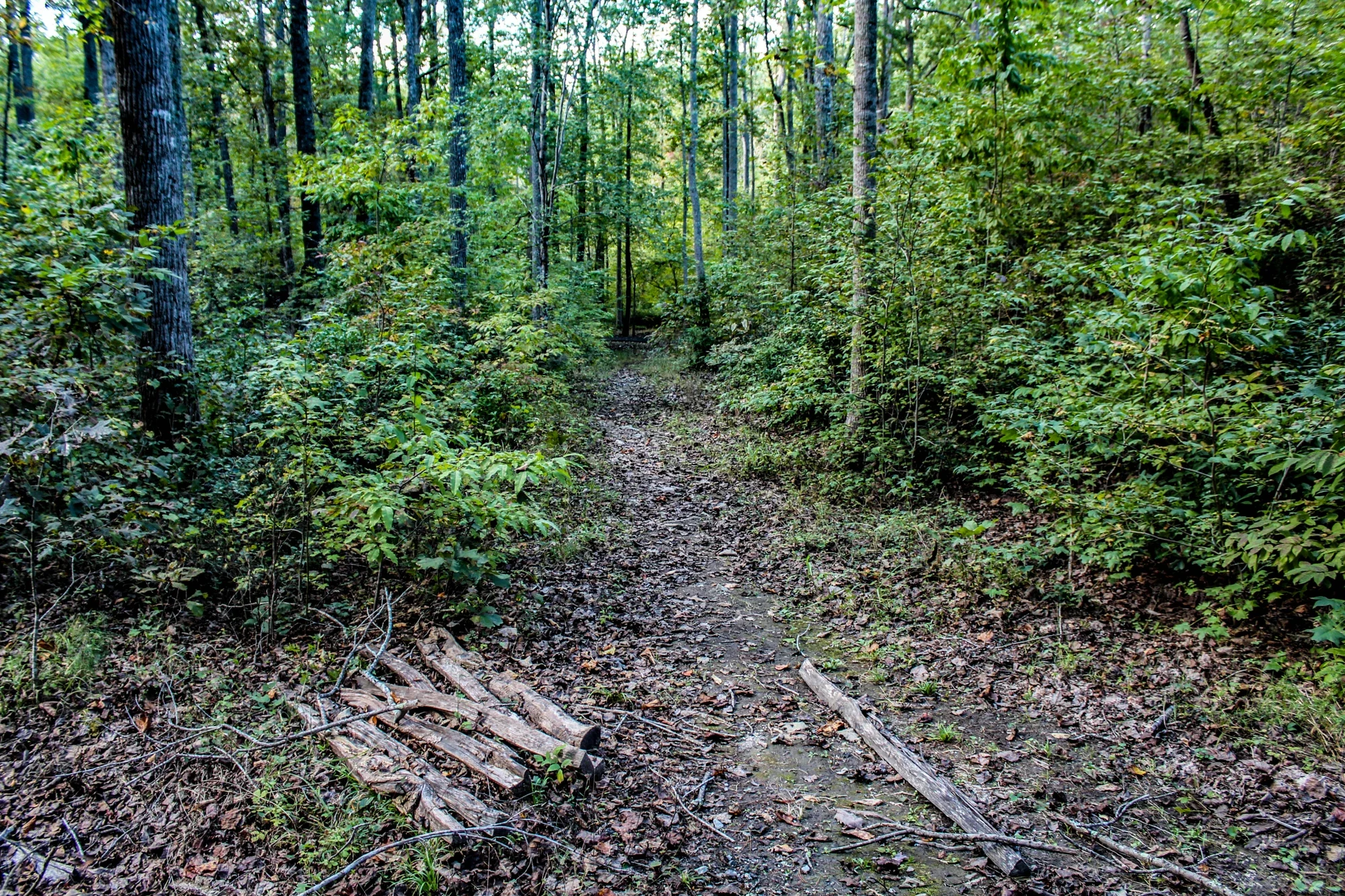 Kings Mountain National Military Park’ta kökler arasından geçen toprak patika