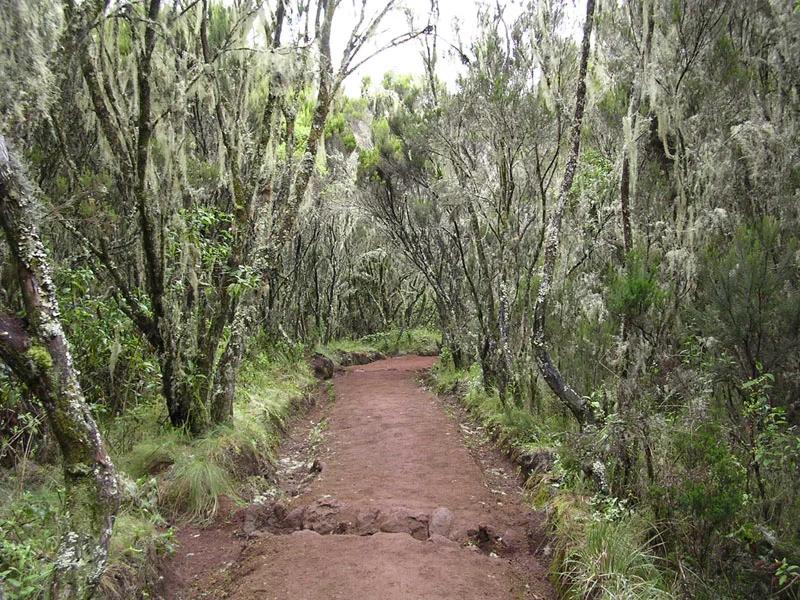 Kilimanjaro Marangu rotasında orman yolu, Ağustos 2003