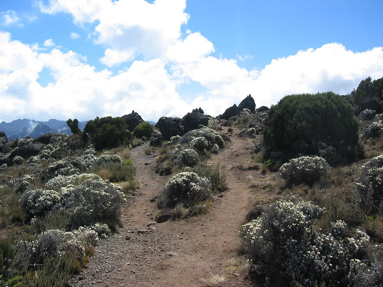 Kilimanjaro Shira çevresinde fundalık bitki örtüsü, Temmuz 2006
