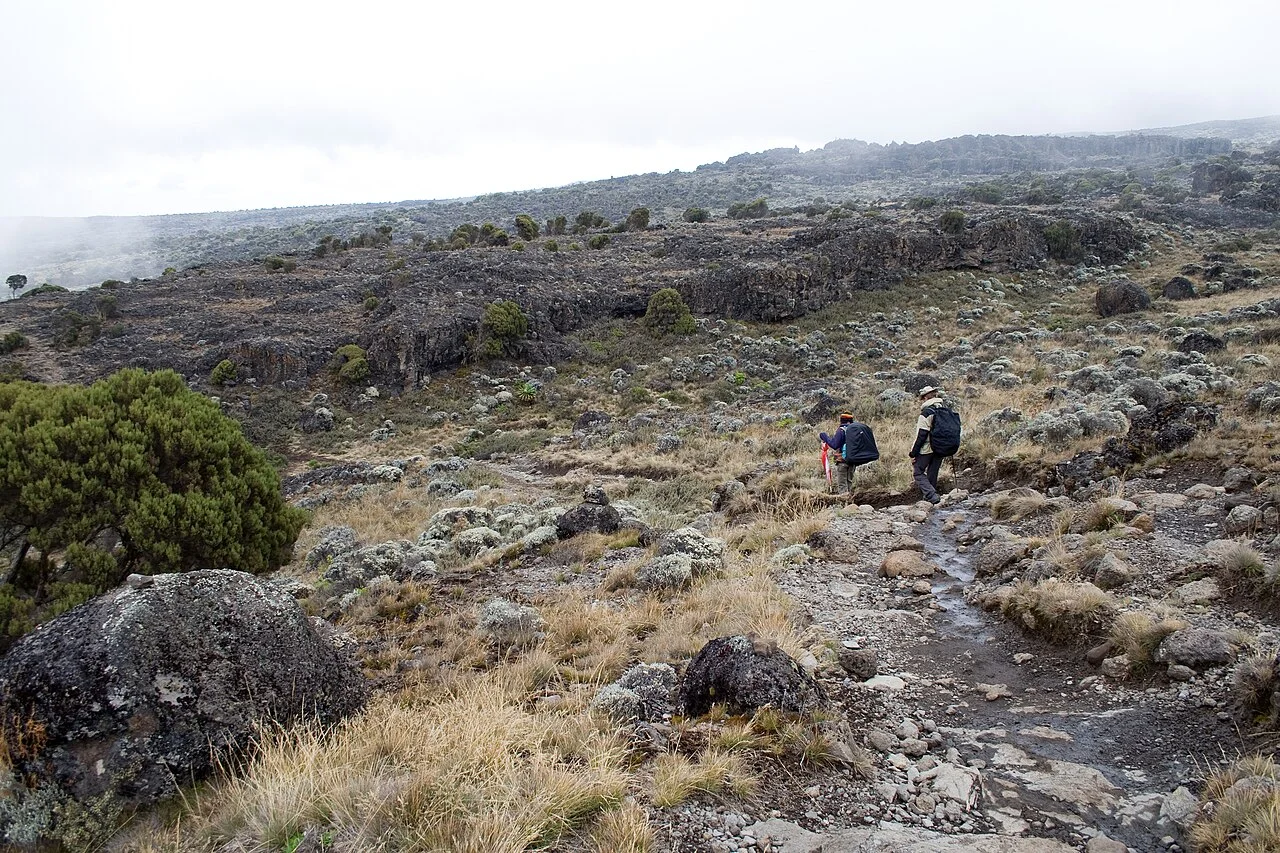 Kilimanjaro Shira platosunun yüksek arazi görünümü, Kasım 2007