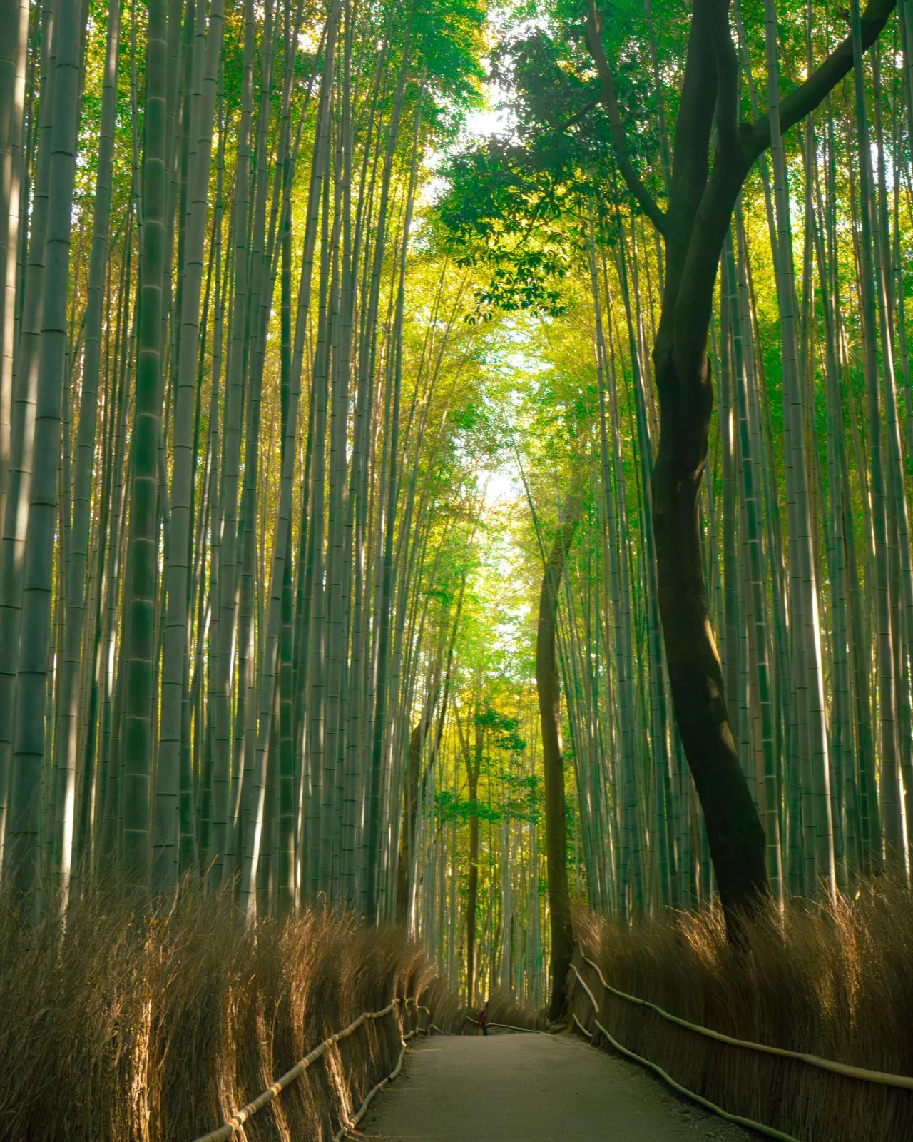 Tall green bamboo in the Arashiyama district of Kyoto