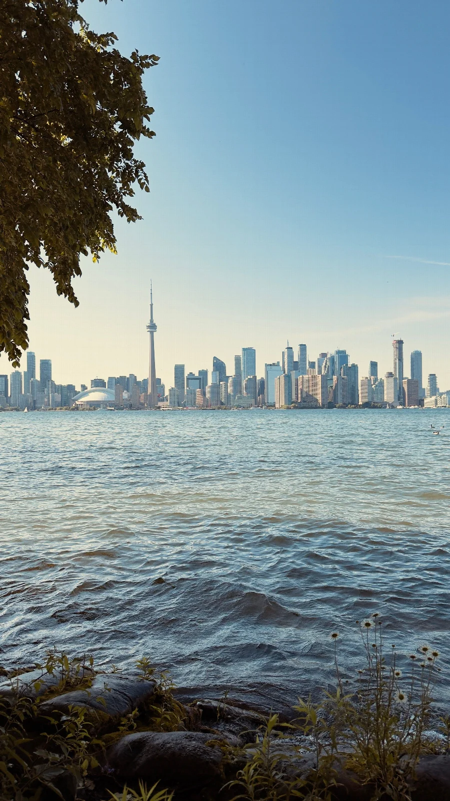 Lake Ontario, overhanging branches and Toronto’s distant skyline with the CN Tower, seen from the islands
