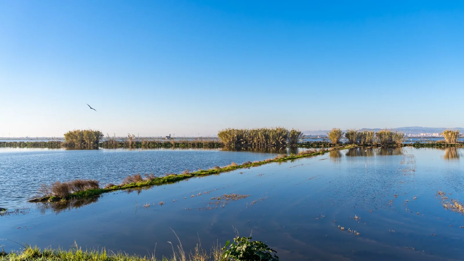 Valencia yakınındaki Albufera lagününde sakin su, kıyı bitkileri ve gökyüzü